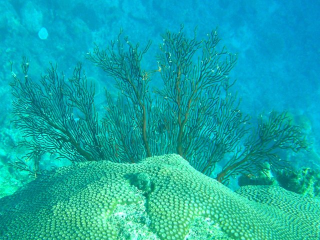 22- Corail gorgone 